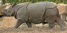 Rhino Roofing Paper